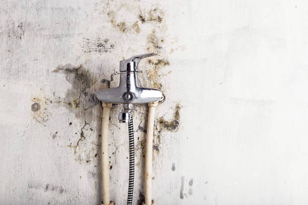 Best Mold Removal Company Near Me  in Wenona, IL