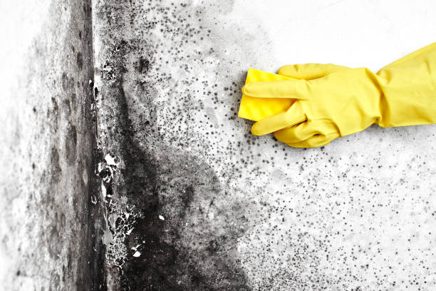 Best Local Mold Removal Service  in Wenona, IL