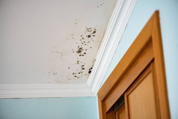 Best Mold Remediation Services  in Wenona, IL