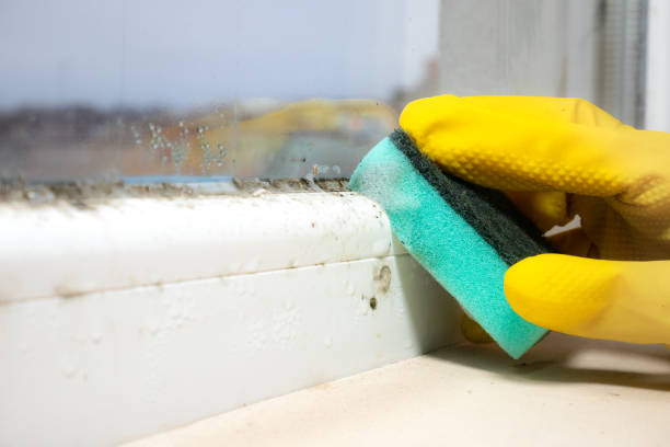 Best Home Mold Removal  in Wenona, IL