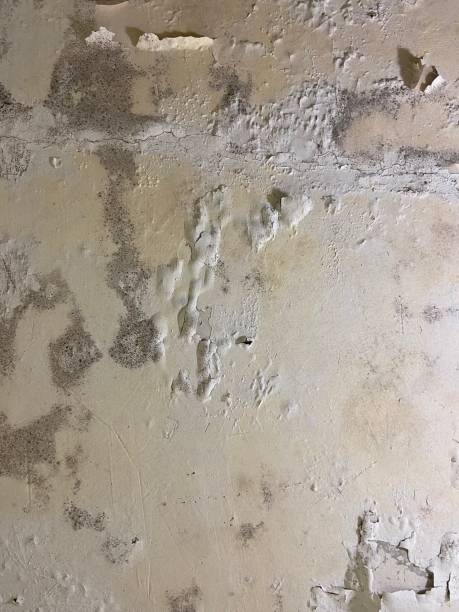 Best Mold Inspection  in Wenona, IL