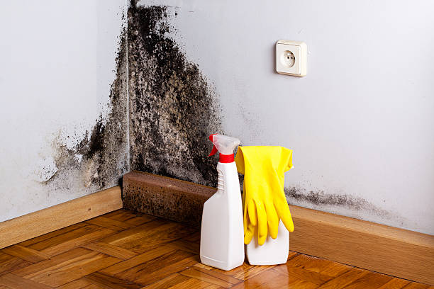 Best Certified Mold Removal  in Wenona, IL