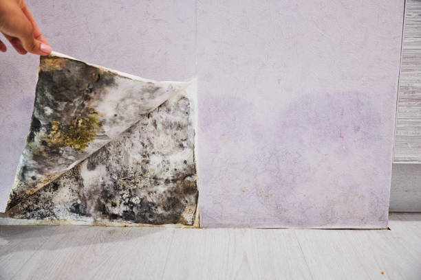 Best Commercial Mold Removal  in Wenona, IL